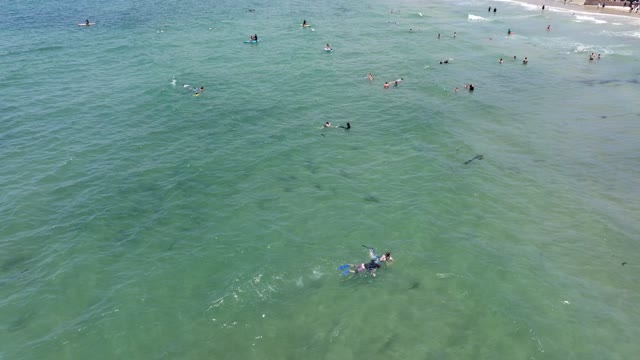 Low aerial view of the beach, wildlife and the ocean at La Jolla Shores, with swimmers in the water.