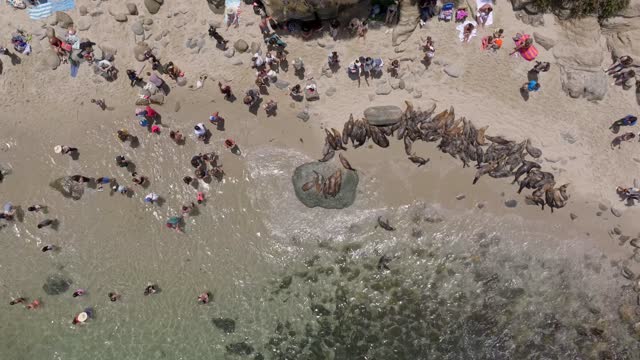 Aerial footage of people gathering with the Seals and Sea Lions at La Jolla Cove | Drone Video