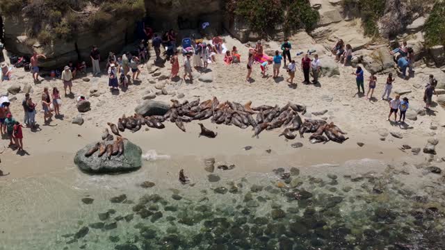 Aerial footage of people gathering with the Seals and Sea Lions at La Jolla Cove | Drone Video – 2