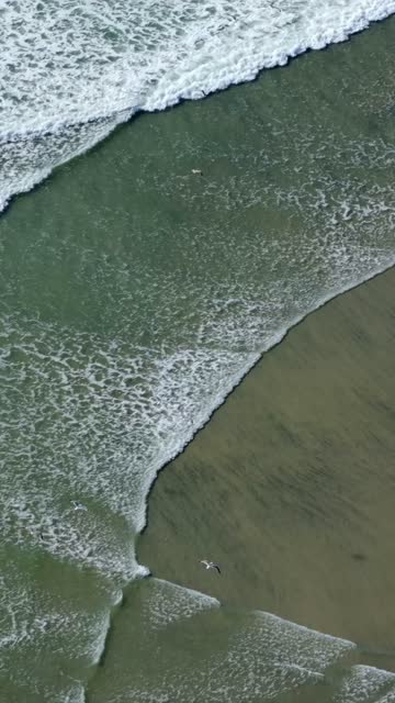 Aerial view of the beach, the surf and wildlife at Powerhouse Park.