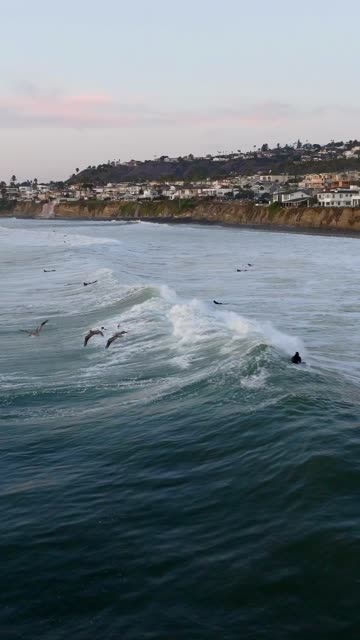 Low aerial view of the beach, the surf and wildlife at Bird Rock, with surfers out.