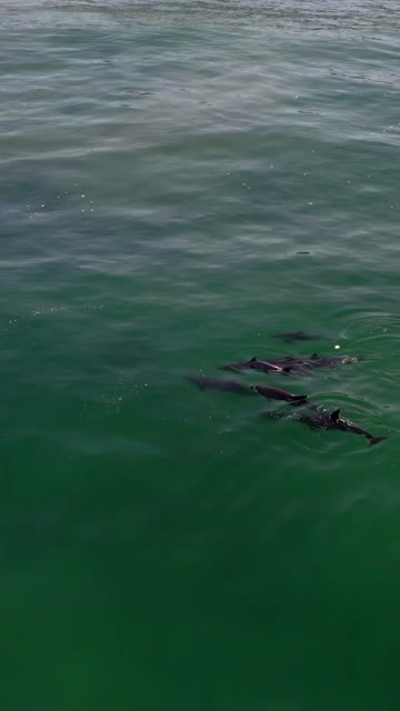 Low aerial view of the beach, wildlife and the ocean at Moonlight Beach.