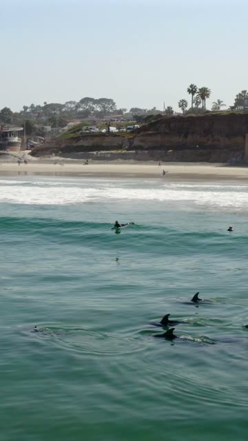 Low aerial view of the beach, the surf and wildlife at Moonlight Beach, with surfers out.