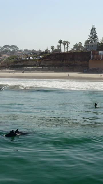 Low aerial view of the beach, the surf and wildlife at Moonlight Beach, with surfers out.