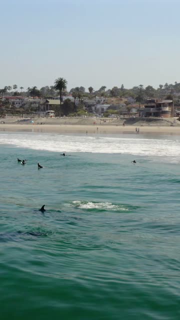 Low aerial view of the beach, the surf and wildlife at Moonlight Beach, with surfers out.
