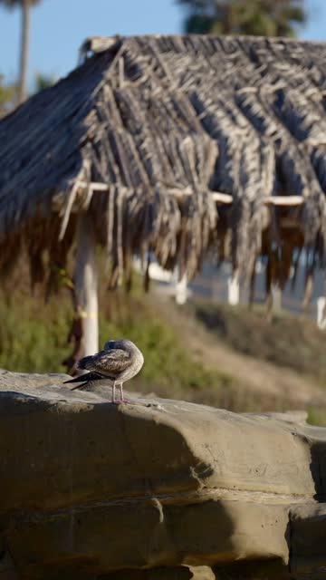 Windansea Beach La Jolla with the Surf Shack Surfers Beach Activity Wildlife and Southern California Coastal Views | Vertical Video – 1