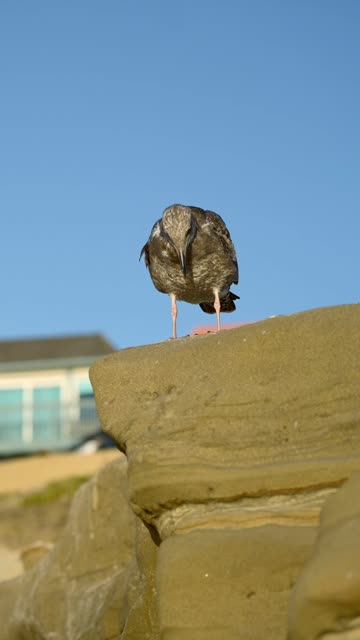 Close view of the beach, wildlife and the cliffs at Beach Barber Tract.