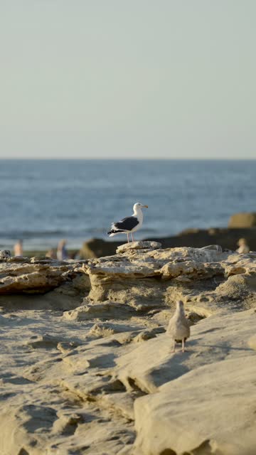 The beach, wildlife and the ocean at Beach Barber Tract.