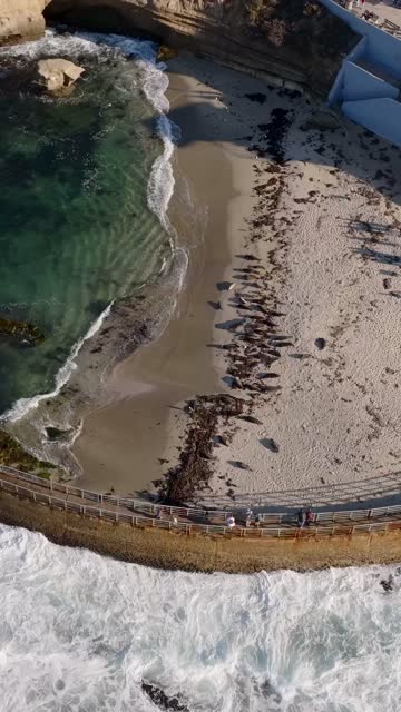Aerial view of the beach, wildlife and the ocean at La Jolla Cove, with people walking.