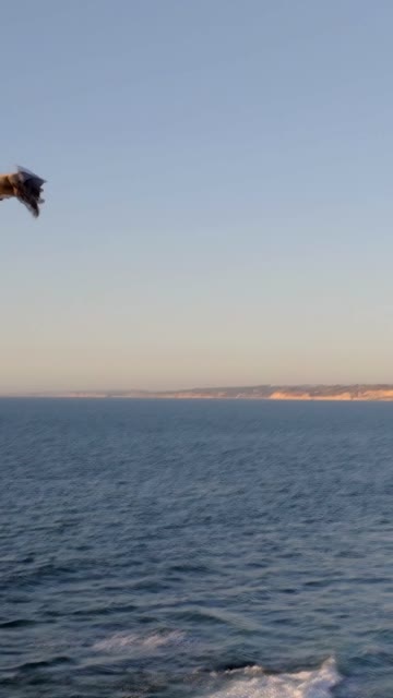 The cliffs, wildlife and the ocean at La Jolla Cove.