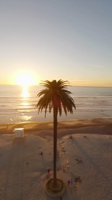 Low aerial view of the beach, palm trees and the ocean at Moonlight Beach, with people walking.