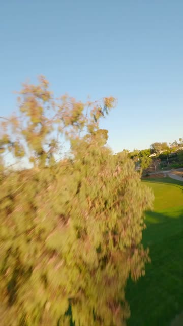 Low aerial view of a park, palm trees and open country at Covenant.