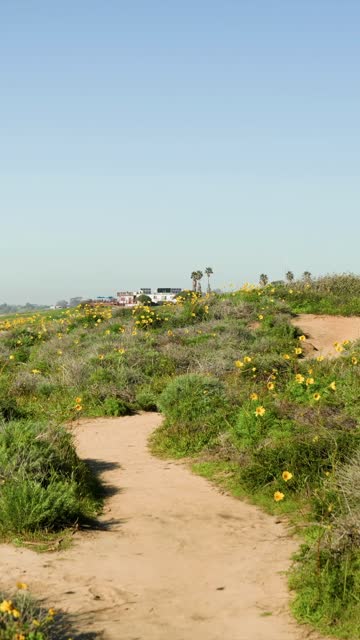 Elevated view of the cliffs, palm trees and open country at Black’s Beach.