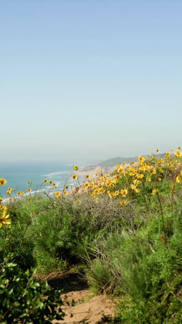 Elevated view of the cliffs, palm trees and the ocean at Black’s Beach.