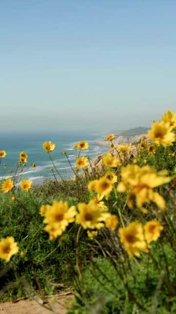 Elevated view of the cliffs, the ocean and the beach at Black’s Beach.