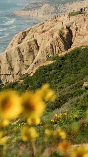 Elevated view of the cliffs, palm trees and the ocean at Black’s Beach, with people walking.