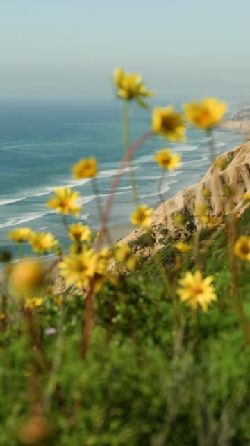 Elevated view of the cliffs, the surf and the ocean at Black’s Beach.