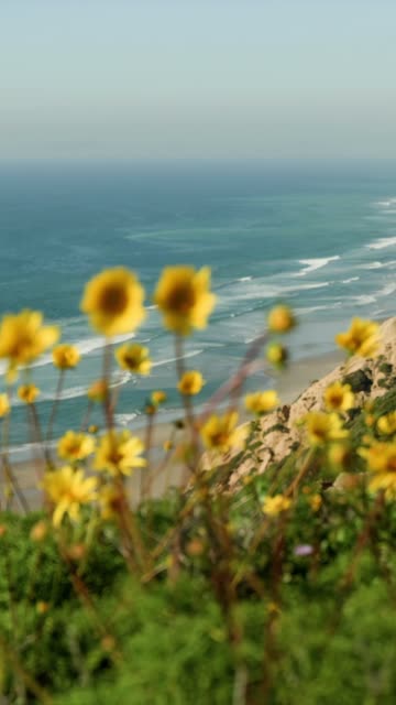 Elevated view of the cliffs, the surf and the ocean at Black’s Beach.