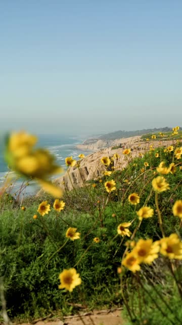 Elevated view of the cliffs, the ocean and the beach at Black’s Beach, with people walking.