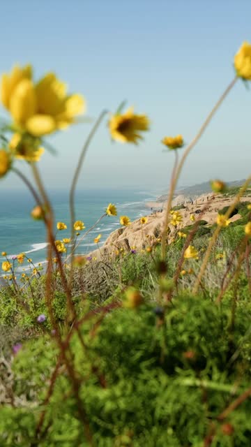 Elevated view of the cliffs, palm trees and the ocean at Black’s Beach, with people walking.