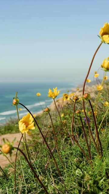 Elevated view of the cliffs, the ocean and the beach at Black’s Beach.