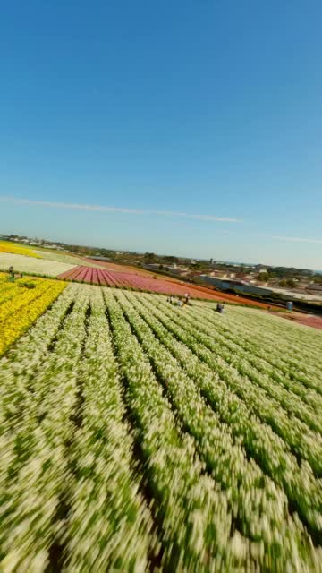 Low aerial view of the country inland and open country at Flower Fields, with people walking.