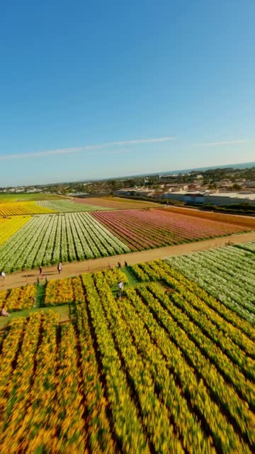 Low aerial view of the country inland, homes and open country at Flower Fields, with people walking.
