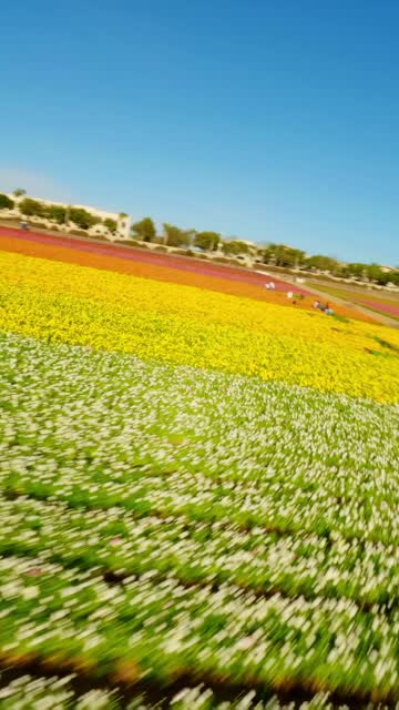 Low aerial view of the country inland and open country at Flower Fields, with people walking.