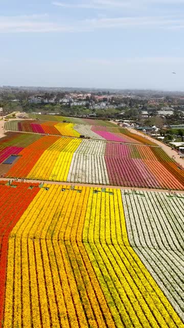 Aerial view of the country inland, homes and open country at Flower Fields.