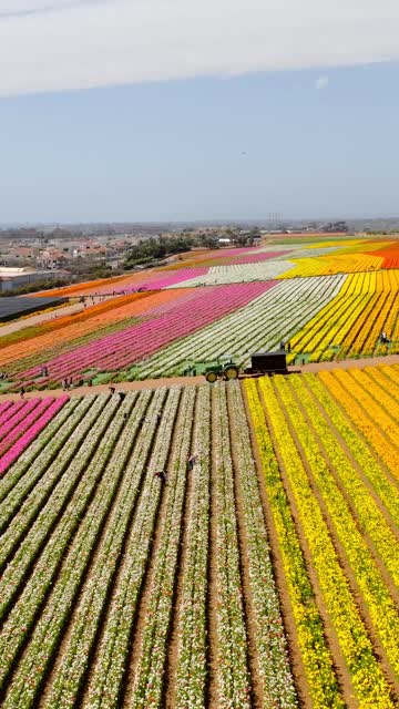 Aerial view over the Carlsbad Flower Fields in Carlsbad California showcasing colorful rows of blooming flowers and iconic spring scenery | Vertical Drone Video – 1