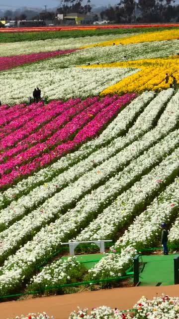 Low aerial view of the country inland and open country at Flower Fields, with people walking.