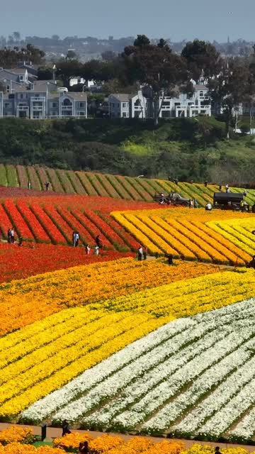 Low aerial view of the country inland, homes and open country at Flower Fields, with people walking.