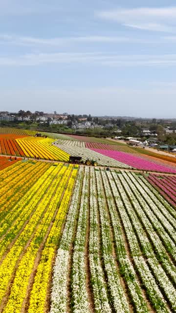 Aerial view of the country inland, homes and traffic at Flower Fields, with a work crew on site.