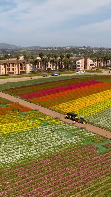 Aerial view of the country inland, palm trees and homes at Flower Fields, with a work crew on site.