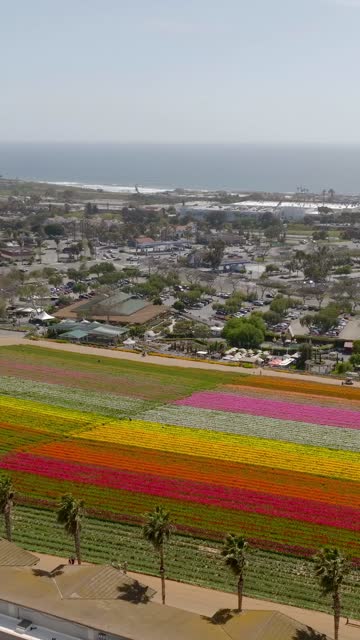 Aerial view of the country inland, palm trees and the ocean at Flower Fields.