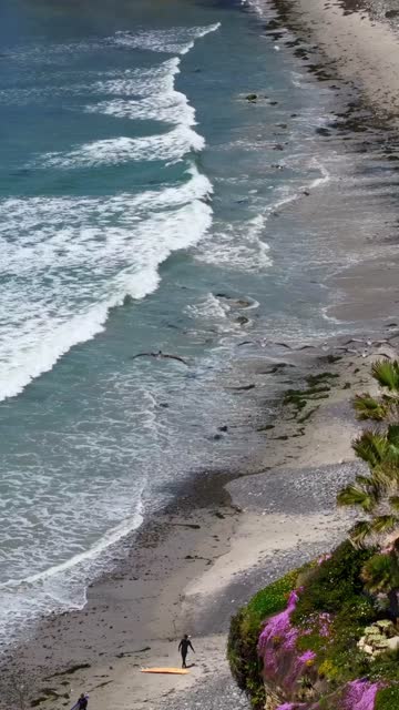 Aerial view of the beach, the surf and wildlife at Tourmaline, with people walking.