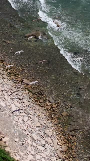 Aerial view of the cliffs, the surf and wildlife at Tourmaline.