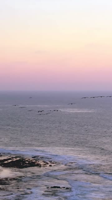 Aerial view of the cliffs, the surf and wildlife at La Jolla Cove.