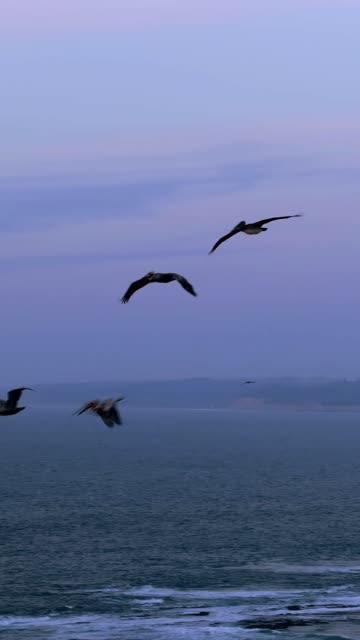 Low aerial view of the cliffs, wildlife and the ocean at La Jolla Cove.