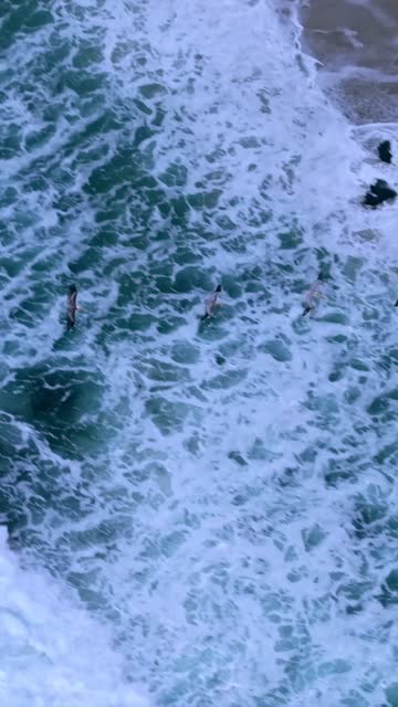 Aerial view of the beach, the surf and wildlife at La Jolla Cove.
