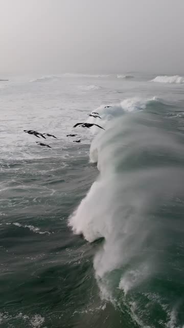 Low aerial view of the cliffs, the surf and wildlife at La Jolla Cove.