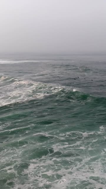 Low aerial view of the beach, the surf and wildlife at La Jolla Cove.