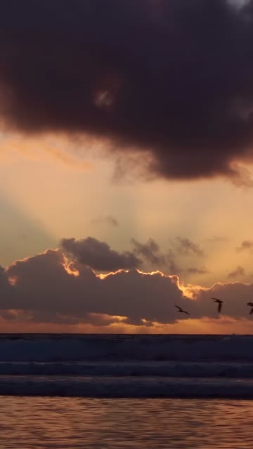 The beach, the surf and wildlife at Black’s Beach.
