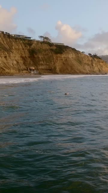 View from the water of the beach, wildlife and the ocean at Black’s Beach, with swimmers in the water.