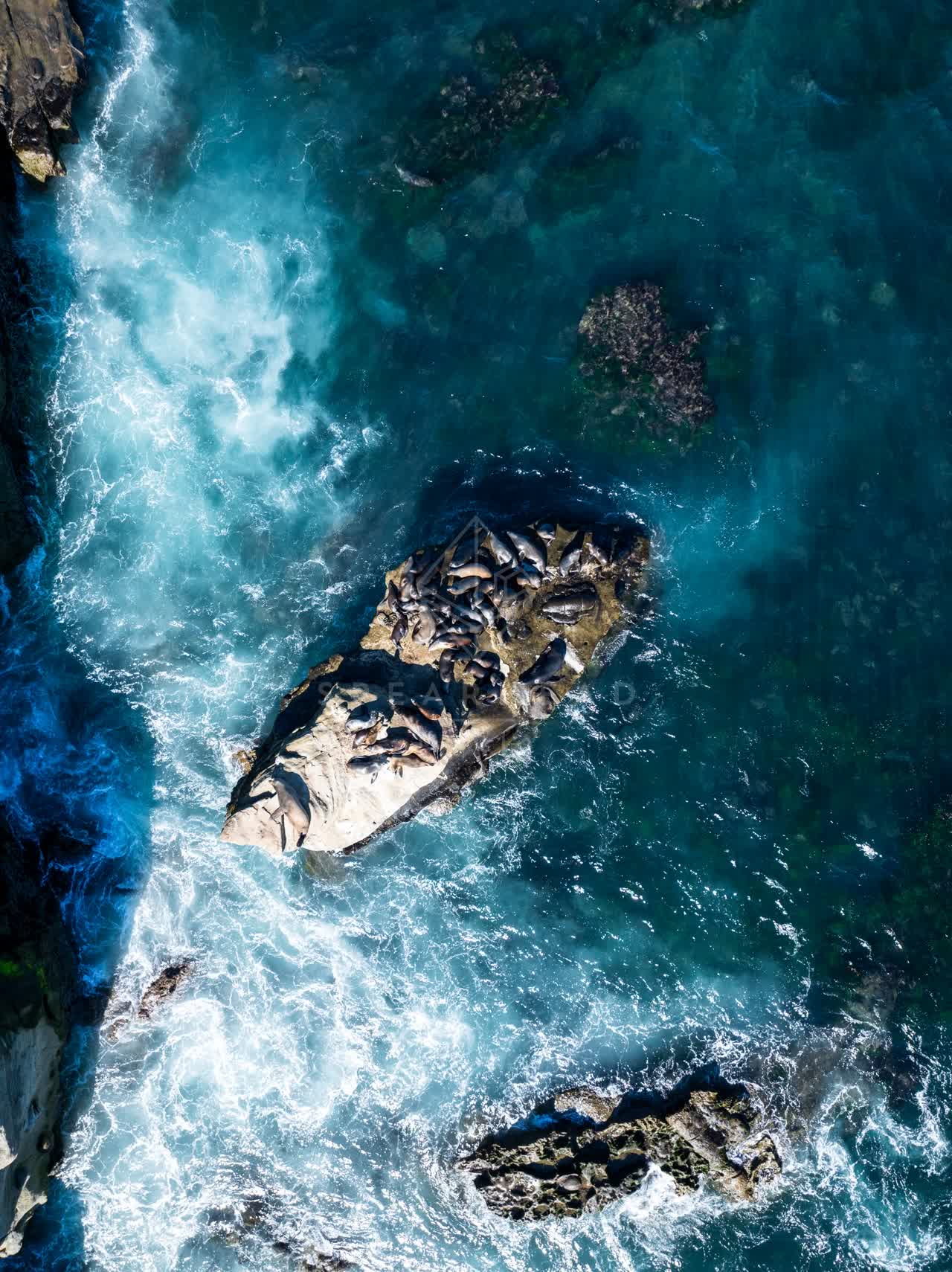 Aerial view of the cliffs, the surf and wildlife at La Jolla Cove.