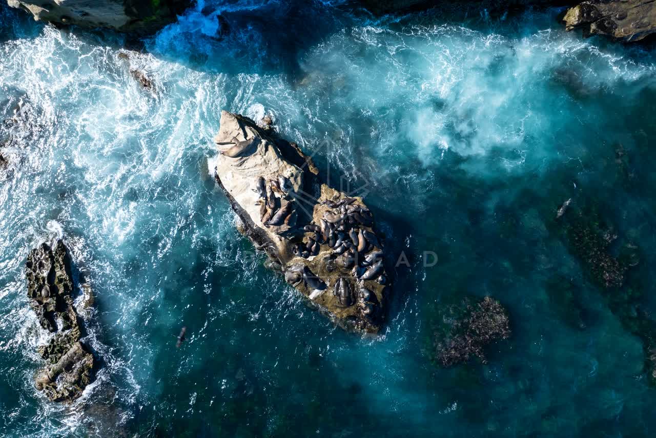 Aerial view of the cliffs, the surf and wildlife at La Jolla Cove.