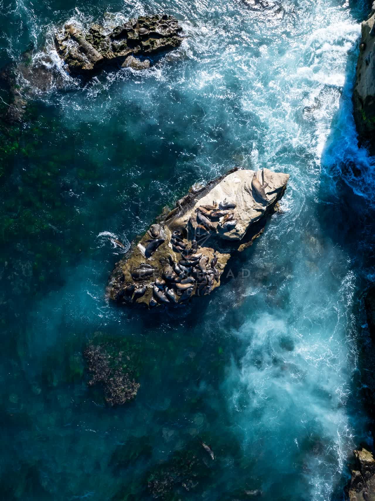 Aerial view of the cliffs, wildlife and the ocean at La Jolla Cove.