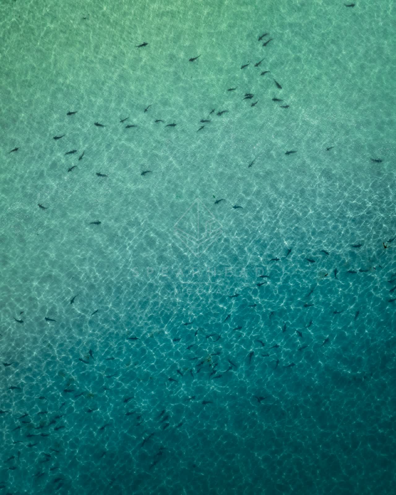 Aerial view of the beach, wildlife and the ocean at La Jolla Shores.