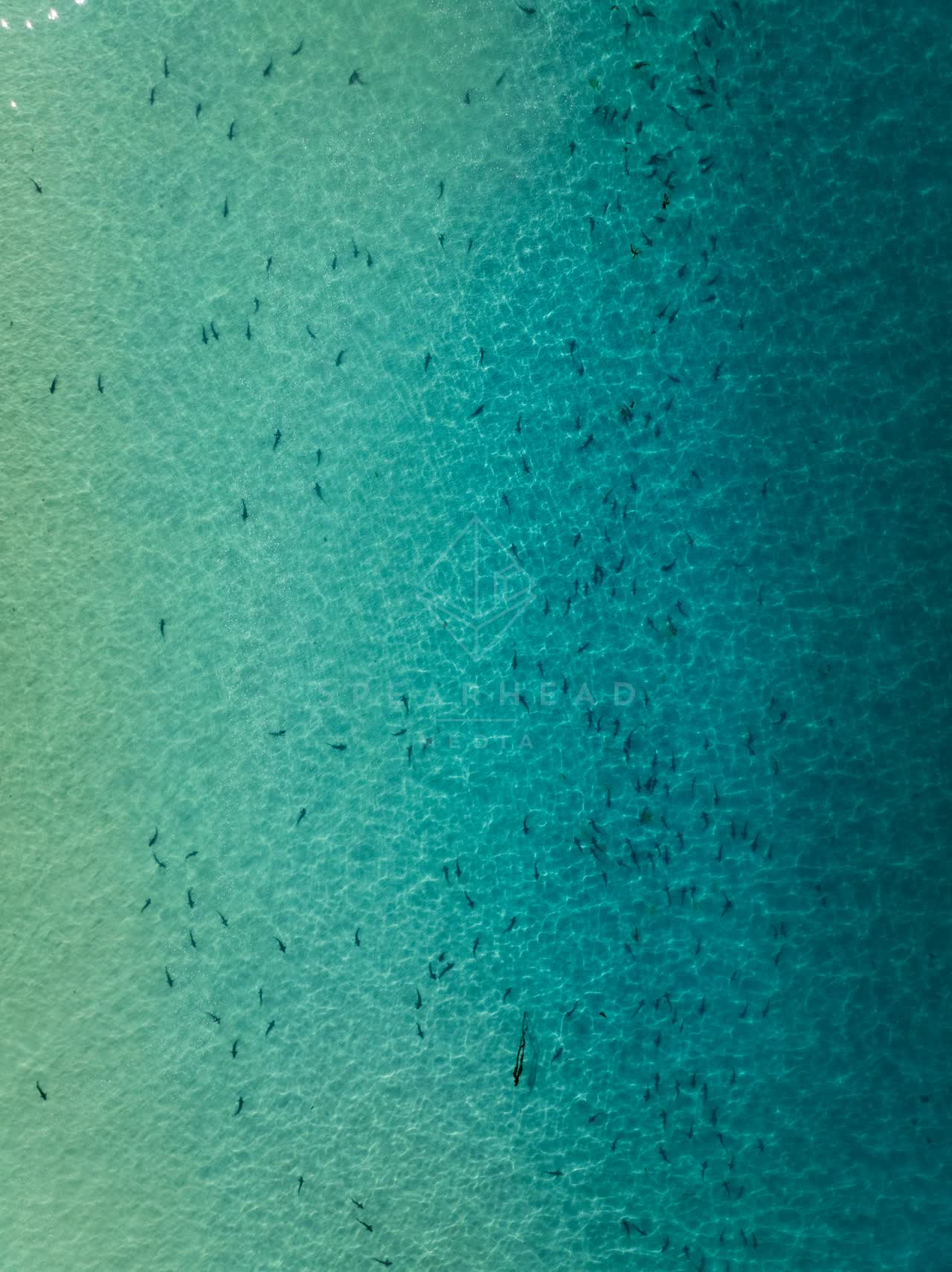Aerial view of the beach, wildlife and the ocean at La Jolla Shores.