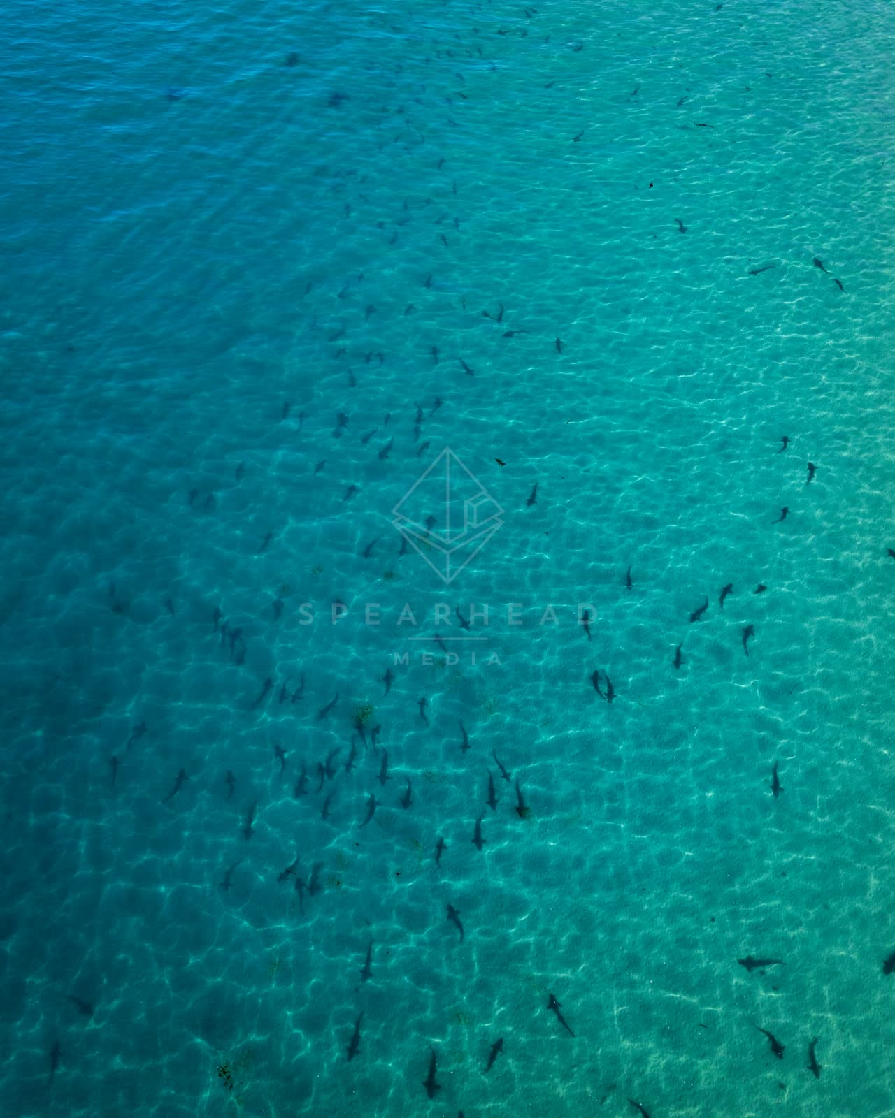 Aerial view of the beach, wildlife and the ocean at La Jolla Shores.